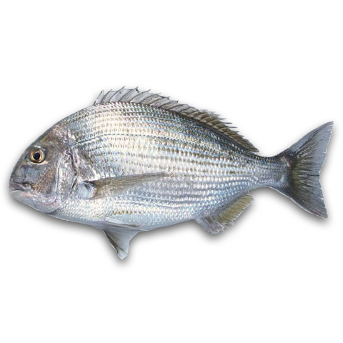 班頭魚