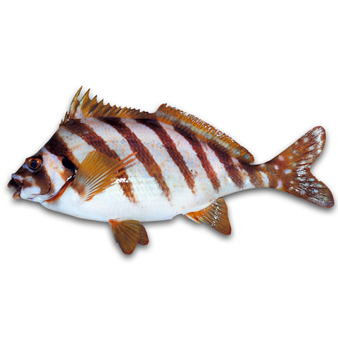 金花魚