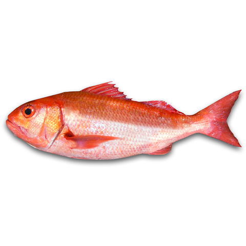 紅大頭　濱鯛・紅雞仔・紅魚・紅鑽魚・赤仔（Deep Water Red Snapper）