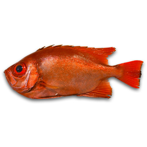 大目鰱