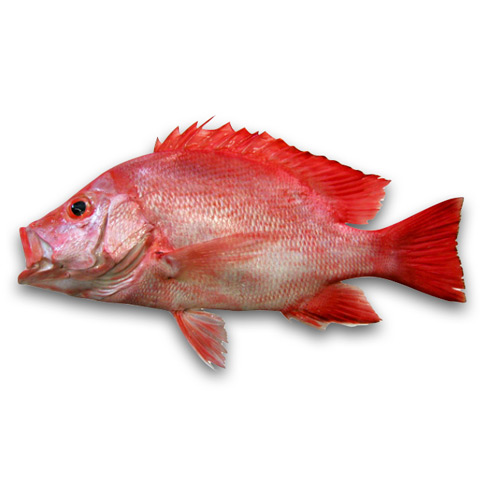 赤海