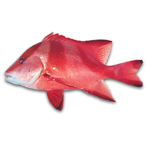 川紋笛鯛　千年笛鯛・嗑頭・紅魚・白點赤海・石斑笛鯛・三帶笛鯛（Emperor Snapper）