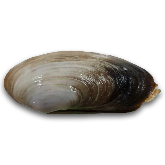 象拔蚌