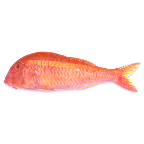 秋哥魚