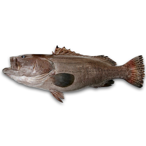 土過　土斑・過魚・石斑・灰斑（Grey Grouper）