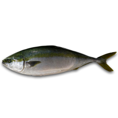 青甘 青魽 鰤魚　青甘鰺・油甘・平政・杜氏鰤・養殖鰤魚（Japanese Amberjack）