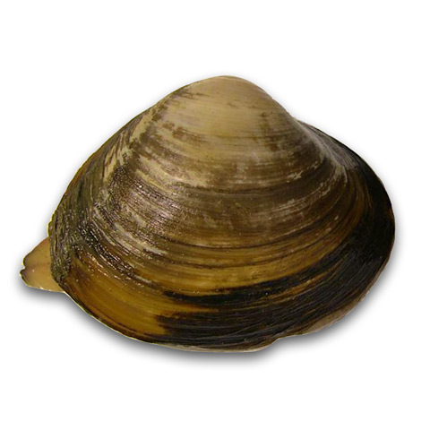 北寄貝