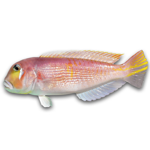 馬頭魚　日本馬頭魚・方頭魚・紅馬頭・嫩鰭魚・甘鯛（Horsehead Tilefish）