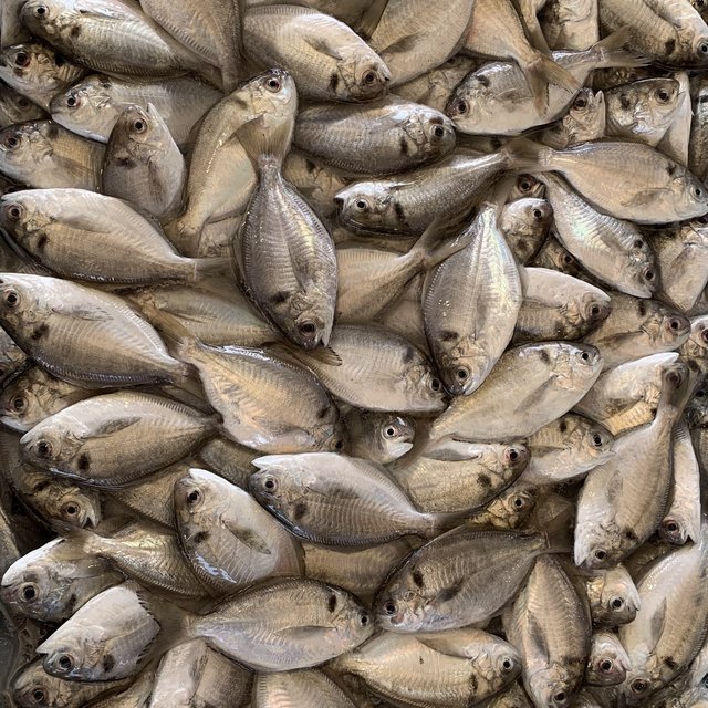 肉鯽仔 肉魚・肉鯽・瓜仔・南鯧・刺鯧・瓜核・牛屎鯧(Japanese Butterfish)