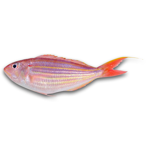金線魚