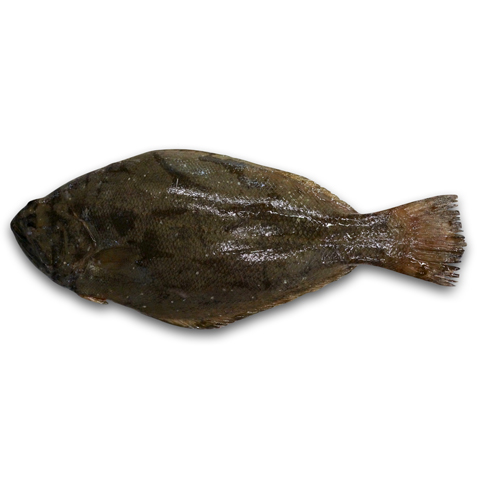 咬九　大口鰜・鰜・印度鰜・左口・扁魚・比目魚・咬龍狗（Halibut）