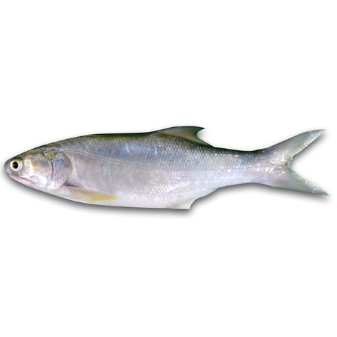 午仔魚