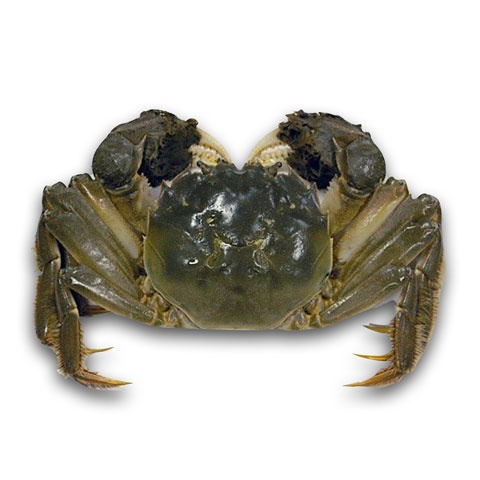 大閘蟹 (公/母)