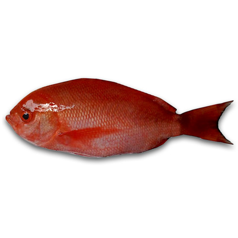 紅雞母