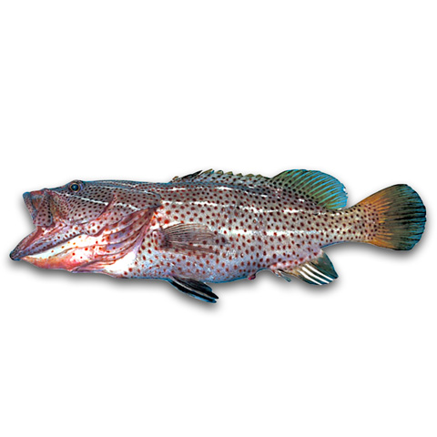 紅點石斑　過魚・石斑・青斑・鱠仔（Red Dot Grouper）