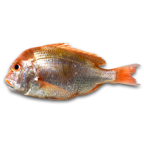 赤鯮　赤章・黃鯛・盤仔・魬鯛（Yellow Seabream）