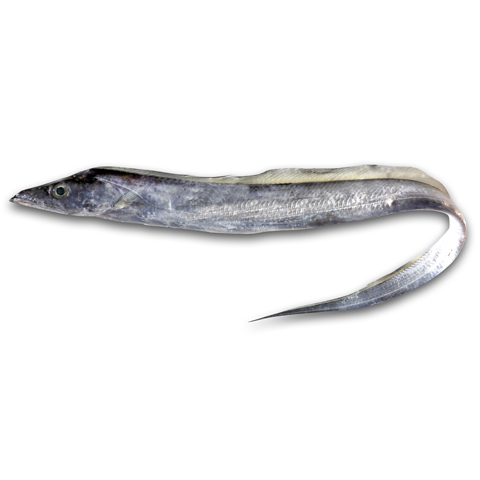 白帶魚