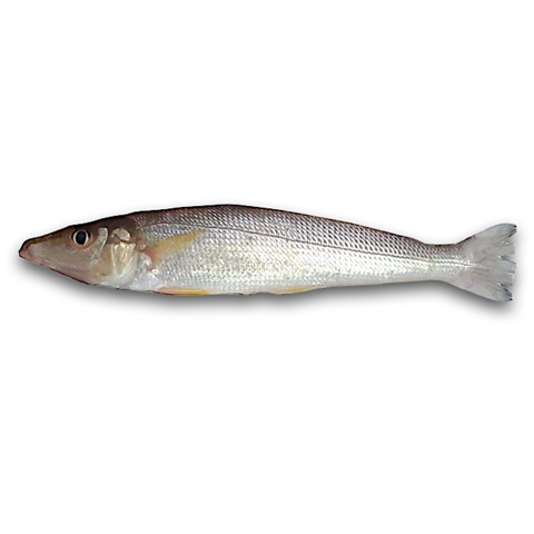 沙梭