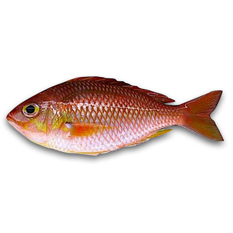 海鯽
