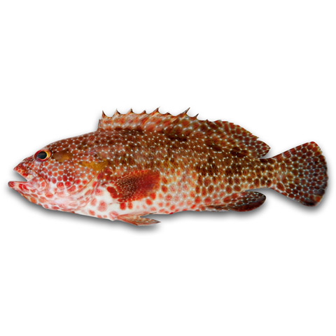 礁點石斑