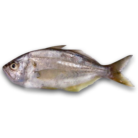 白魚虎/西施