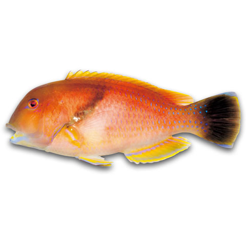 鸚哥魚